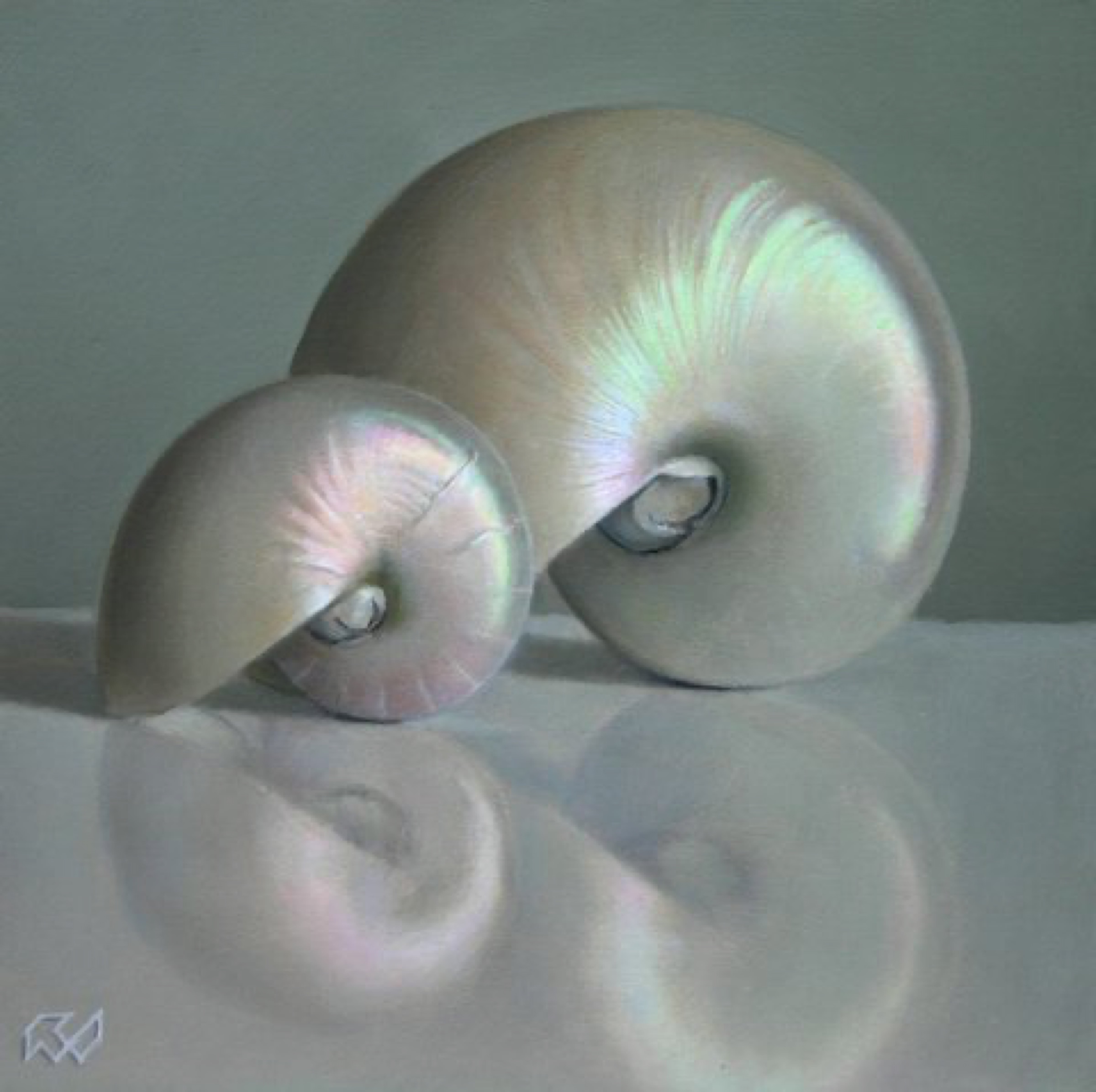 Klaas Wiedijk, Nautilusschelpen (Nautilus Shells) — Miniatures, Oil on panel